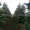 el_golubaya (2)